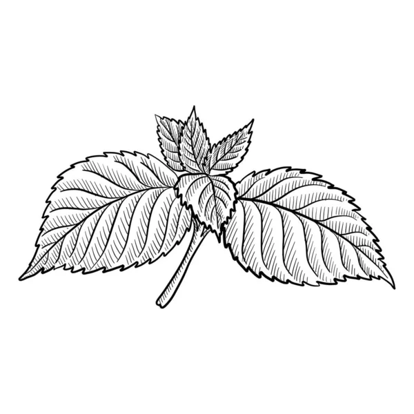 Shiso 'nun vektör çizim bitkisi — Stok Vektör