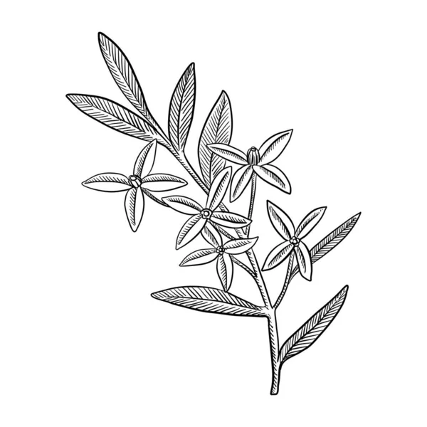 Vector drawing branch of boronia — Stockový vektor