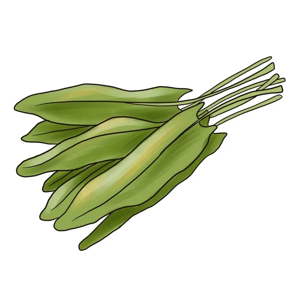 Rysunek zielone liście szczawiu ogrodowego — Zdjęcie stockowe