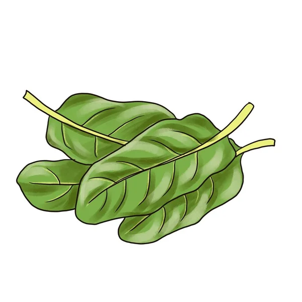 Rysunek zielonych liści szpinaku — Zdjęcie stockowe