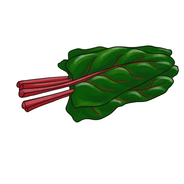 Zeichnung grüner Blätter aus Mangold — Stockfoto