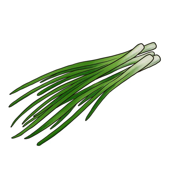 Desenho folhas de cebola verde — Fotografia de Stock