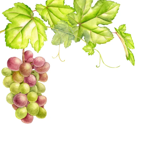 Виноград с акварелью — стоковое фото