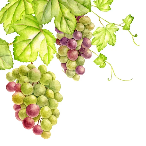 Akwarela rysunek winogrona — Zdjęcie stockowe