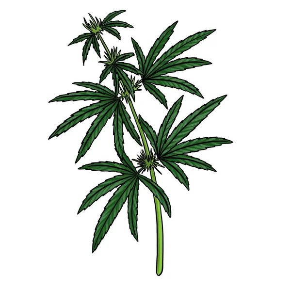 Zeichnung von Cannabis isoliert auf weißem Hintergrund — Stockfoto