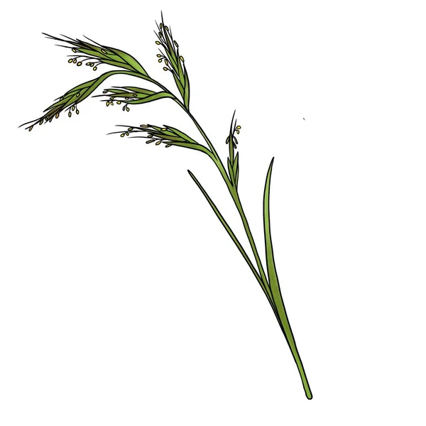 Drawing plant of palmarosa isolated at white background — Stock Photo, Image