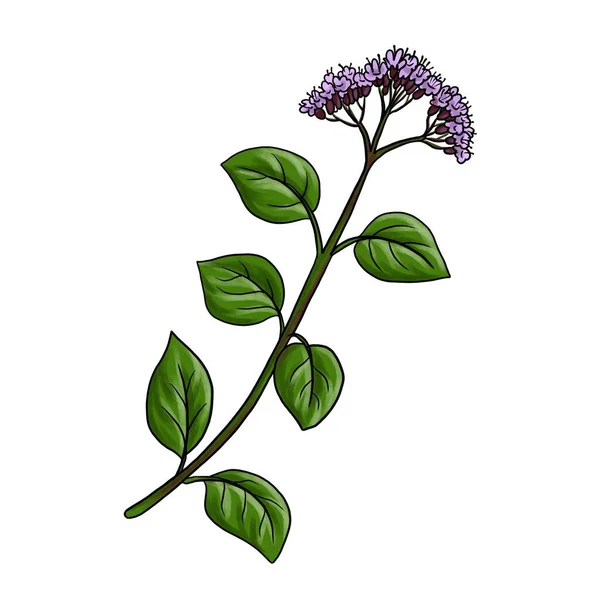 Zeichnung Pflanze von Oregano isoliert auf weißem Hintergrund — Stockfoto