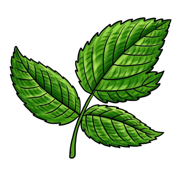 Drawing leaf of raspberry isolated at white background — Stock Photo, Image