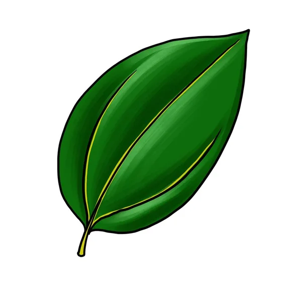 Drawing leaf of cinnamon isolated at white background — Stock Photo, Image