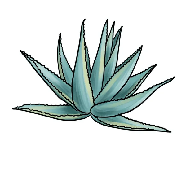 Dessin plante d'agave isolé au fond blanc — Photo