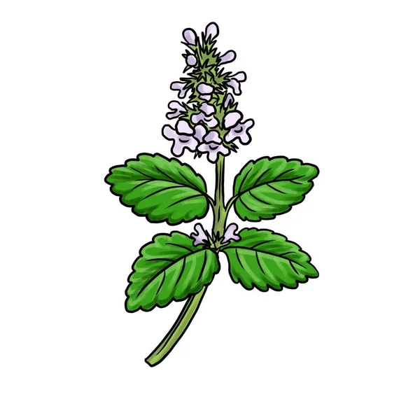 Drawing plant of lemon balm isolated at white background — Stockfoto