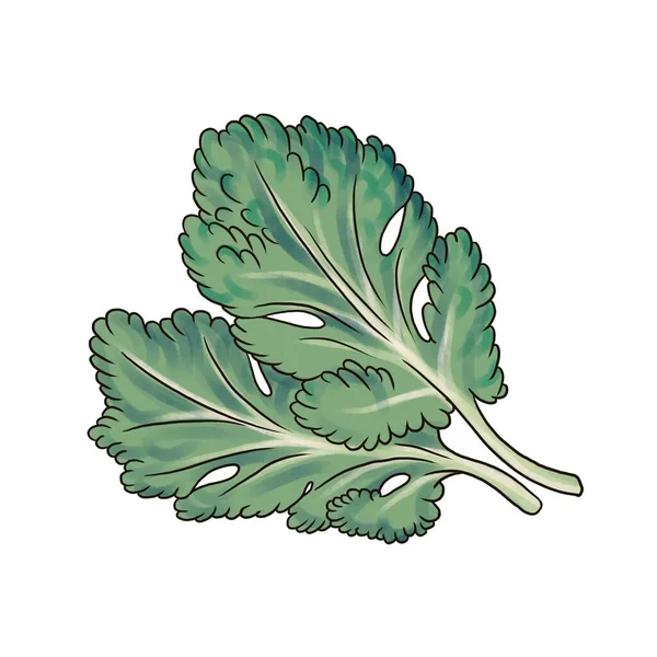 Kreslení zelených listů kapusty — Stock fotografie