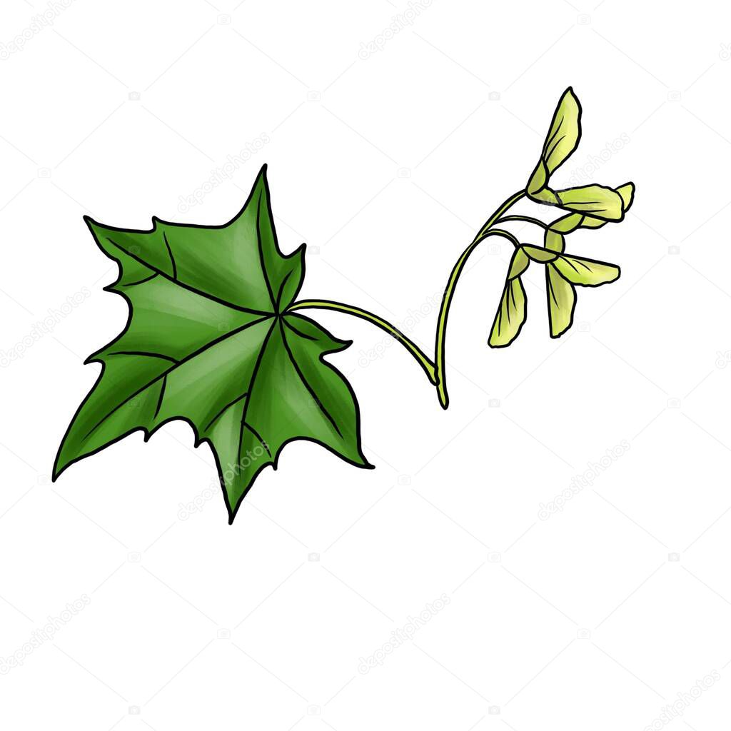 drawing branch of maple tree isolated at white background