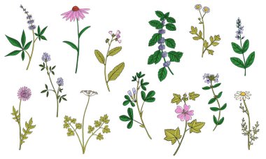 vektör tıbbi bitkiler çiziyor