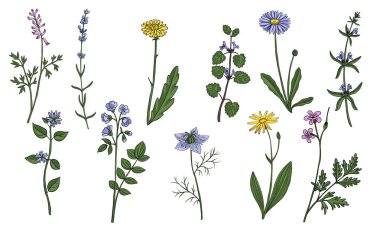 vektör tıbbi bitkiler çiziyor