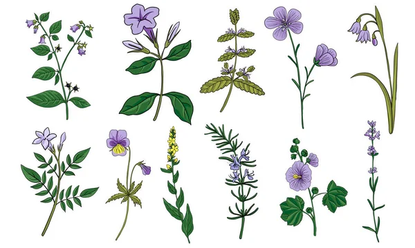 Vector drawing medicinal plants — Vettoriale Stock