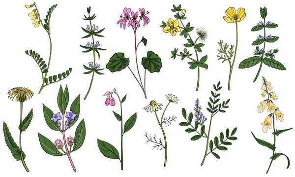 Vector drawing medicinal plants — Archivo Imágenes Vectoriales