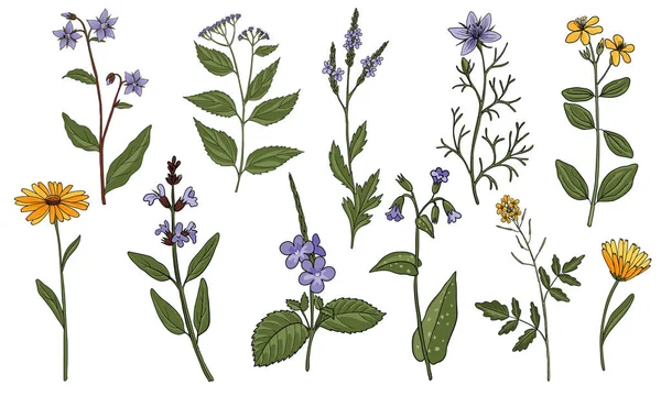 Vector drawing medicinal plants — Archivo Imágenes Vectoriales