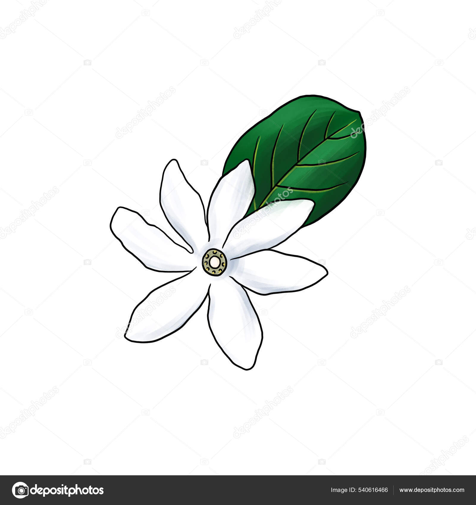 Tiare Tahiti Fleur De Tiaré Dessin Tahitian tiare images libres de droit, photos de Tahitian tiare | Depositphotos