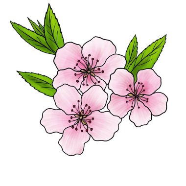 Beyaz arkaplanda izole edilmiş badem ağacı çiçeği çizimi