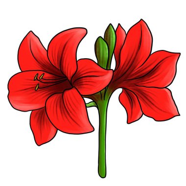 beyaz arkaplanda izole edilmiş bir hippeastrum çiçeği çiziyor