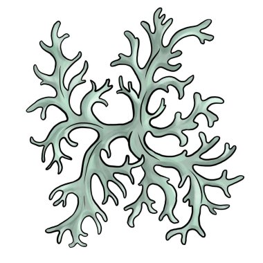 Beyaz arkaplanda meşe yosunu çizimi