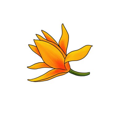 Beyaz arkaplanda izole edilmiş Magnolia şampanyası çiçekleri çiziyor