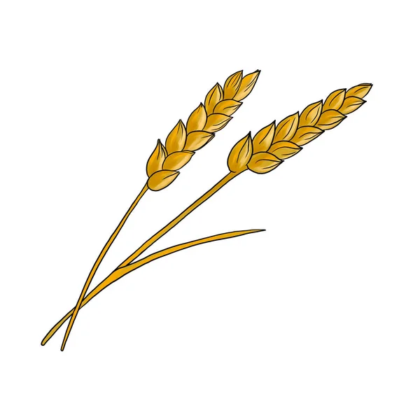 Drawing plants of wheat isolated at white background — Stock Fotó