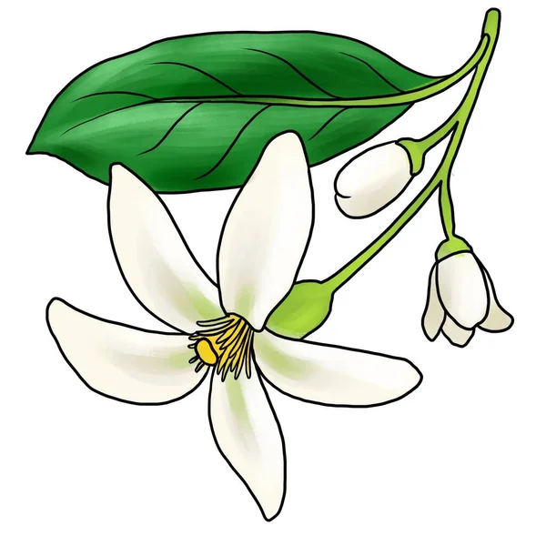 Drawing flower of orange blossom isolated at white background — ストック写真