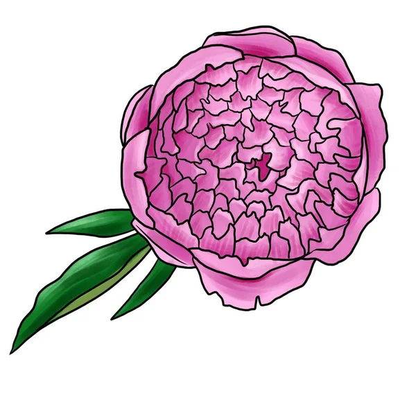 Drawing flower of peony isolated at white background — 스톡 사진