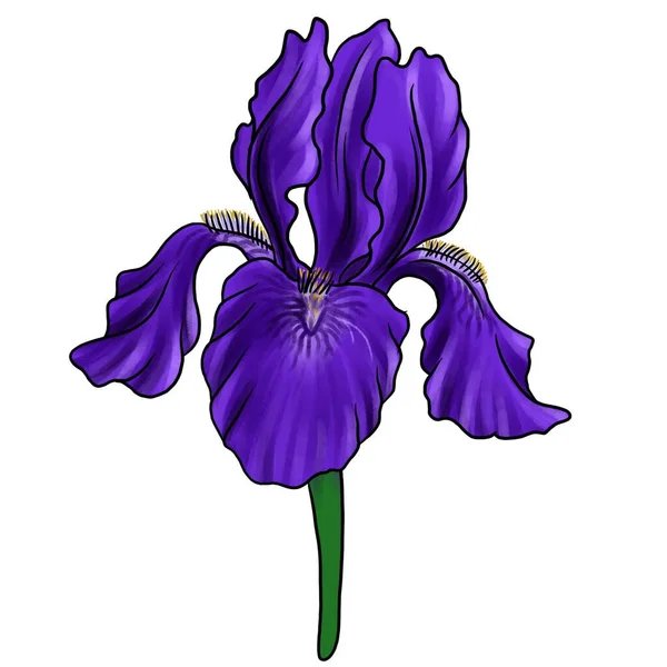 Drawing flower of iris isolated at white background — Stockfoto