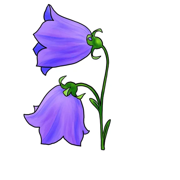 Drawing flower of bell isolated at white background — Stock Photo, Image