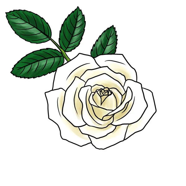 Dessin fleur de rose isolée au fond blanc — Photo