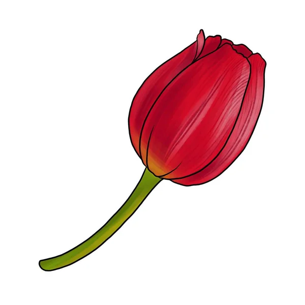 Tekening bloem van tulp geïsoleerd op witte achtergrond — Stockfoto