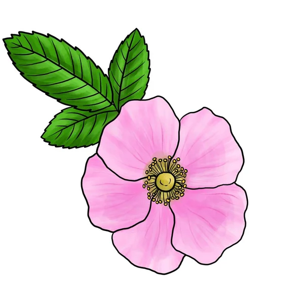 Drawing flower of wild rose isolated at white background — Foto Stock