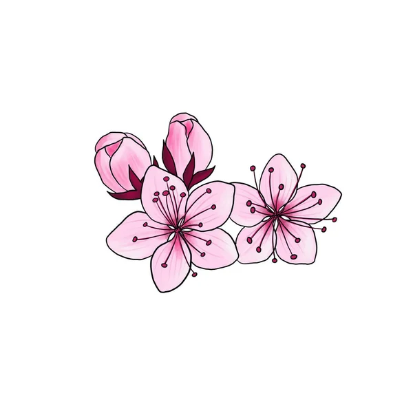 Zeichnung Blume des Pflaumenbaums isoliert auf weißem Hintergrund — Stockfoto
