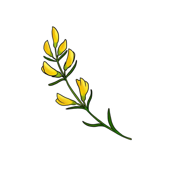 Drawing flowers of broom isolated at white background — Stock fotografie
