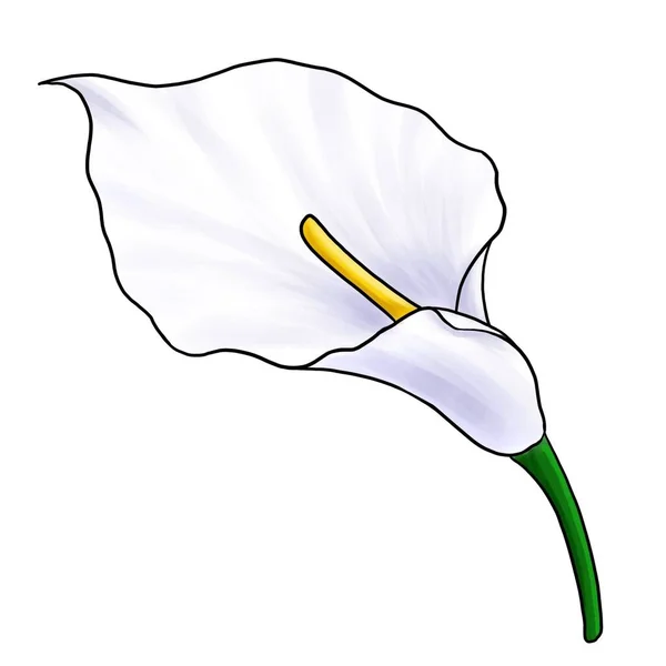 Drawing flower of arum lily isolated at white background — Stockfoto