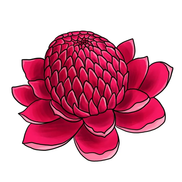 Drawing flower of ginger isolated at white background — 스톡 사진