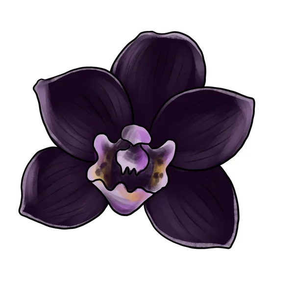 Kreslení květiny černé orchideje izolované na bílém pozadí — Stock fotografie