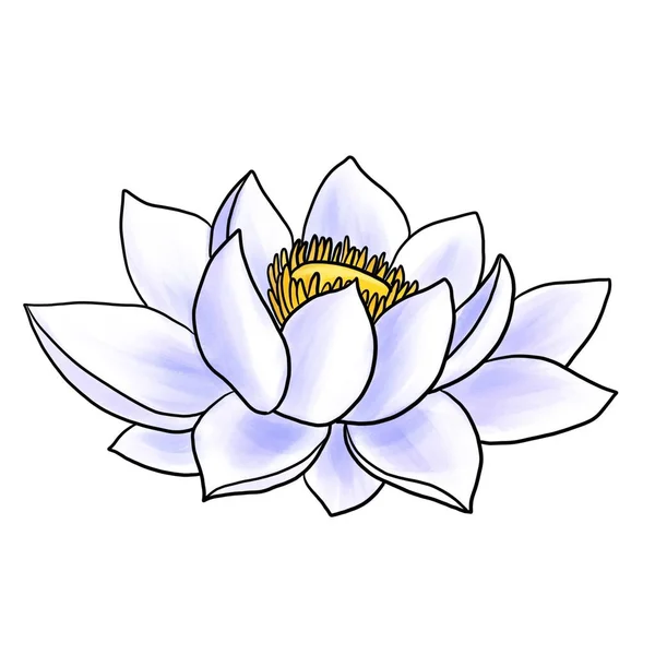 Drawing flower of white lotus, isolated at white background — ストック写真