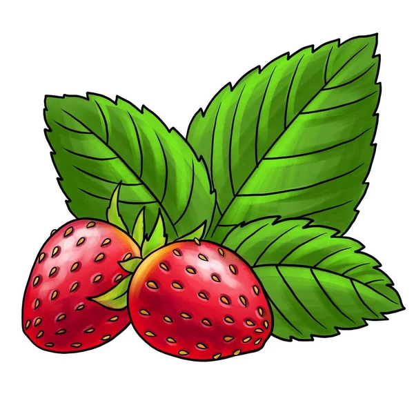 Kreslení bobulí a listů jahody — Stock fotografie