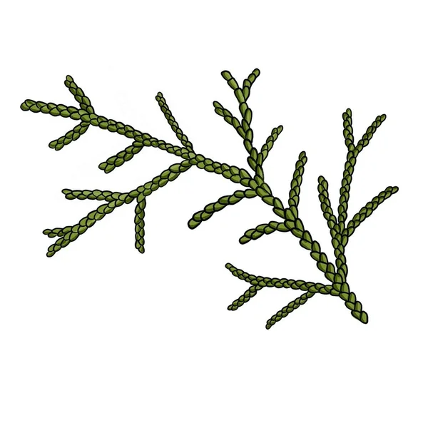 Drawing branch of white cedar isolated at white background — Stockfoto