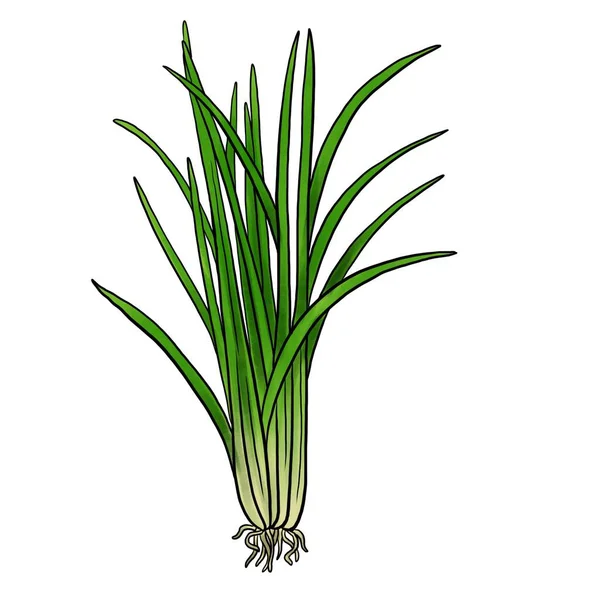 Drawing vetiver plant isolated at white background —  Fotos de Stock
