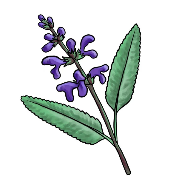 Drawing flower of sage isolated at white background — Photo