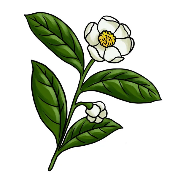 Beyaz arkaplanda izole edilmiş çiçek çayı çiziliyor — Stok fotoğraf