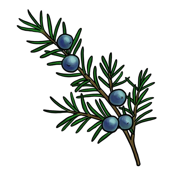 Drawing branch of juniper isolated at white background — Zdjęcie stockowe