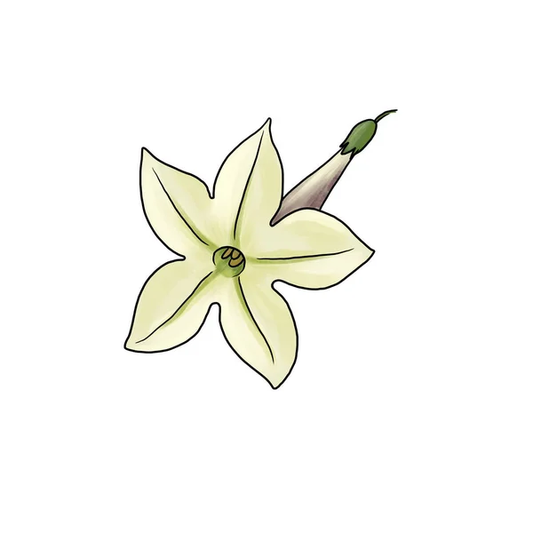 Drawing flowers of Nicotiana suaveolens isolated at white background — Foto de Stock