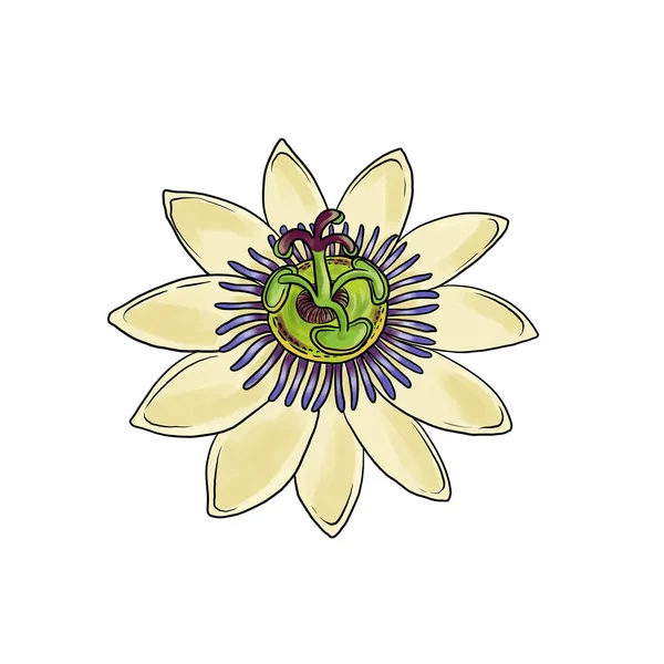 Drawing flowers of passiflora isolated at white background — Foto de Stock