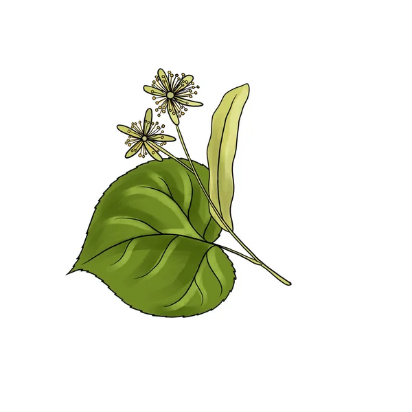 Drawing flowers of lime tree isolated at white background — Stockfoto